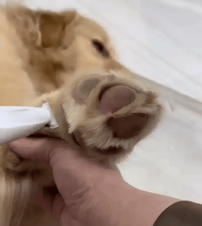 TrimPaws - Cordless Pet Grooming Hair Clipper