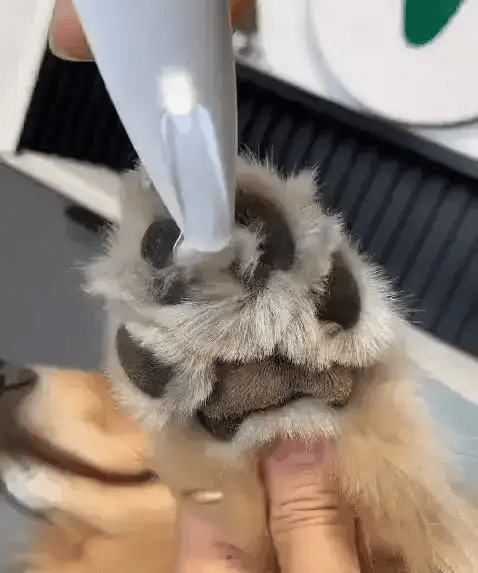 TrimPaws - Cordless Pet Grooming Hair Clipper