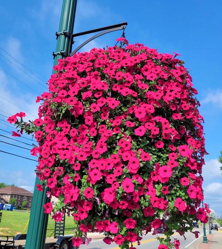 ViraVine - Artificial Hanging Plant With Pink Flowers